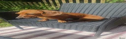 Dachshund dogs for sale: Daisy needs a loving home.  - Advert 2
