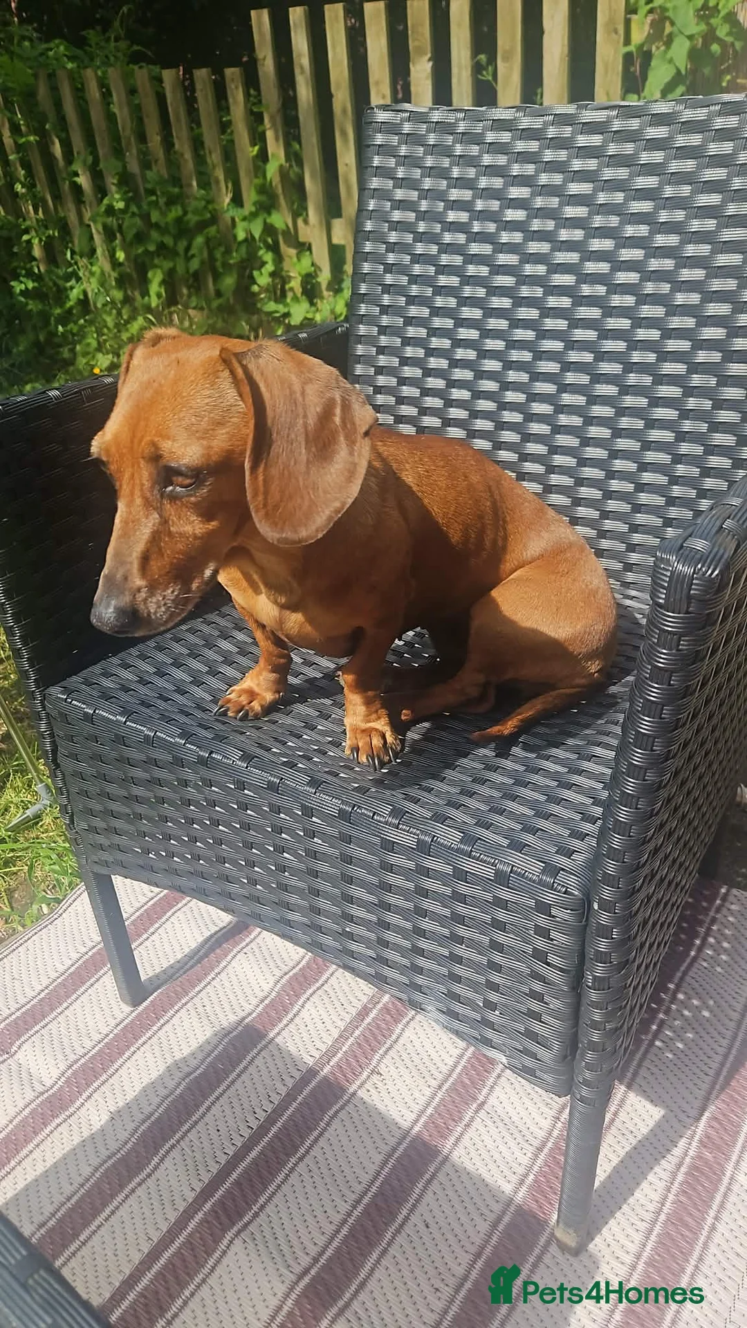Dachshund dogs for sale: Daisy needs a loving home.  - Advert 2
