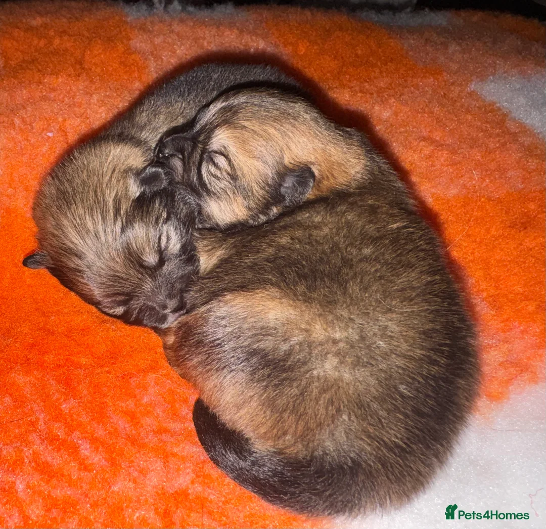 Pomeranian dogs for sale: BEAUTIFUL POMERANIAN GIRLS AVAILABLE  - Advert 7