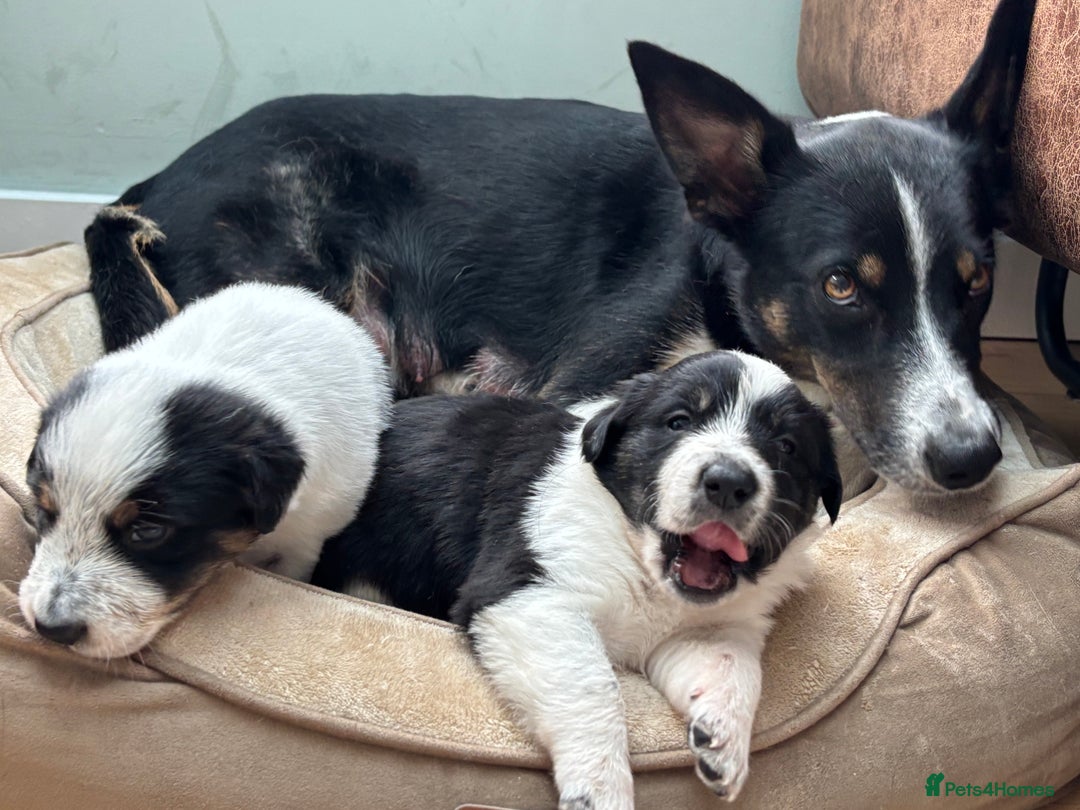 Border Collie dogs for sale: Unique Tri colour and piebald Border Collies  - Image 19