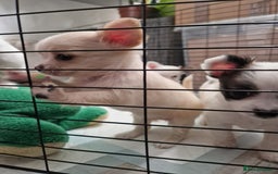 Chihuahua dogs for sale: Chihuahuas puppy's   - Image 27