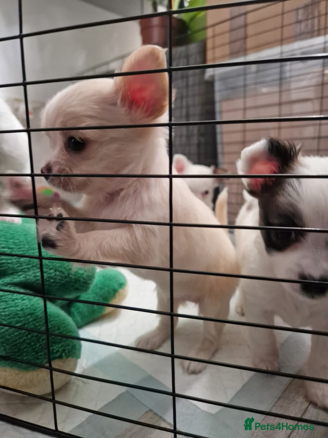 Chihuahua dogs for sale: Chihuahuas puppy's   - Image 27