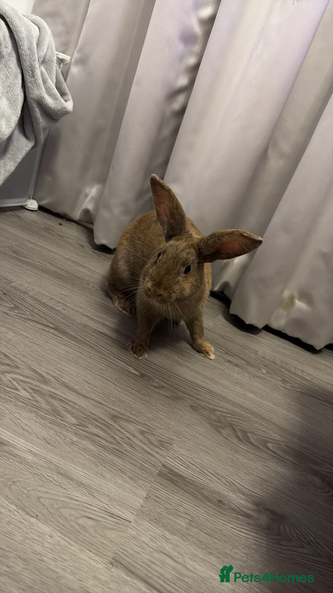 Mixed Breed rabbits for sale: Coco Looking for a Loving New Home - Advert 2