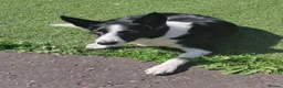 Borador dogs for sale: 2 10 week old Collie Labradour cross girls - Advert 2