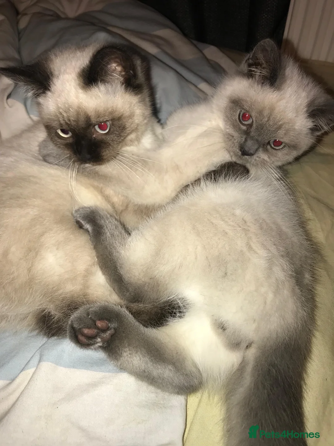Siamese cats for sale: Purebred Siamese Kittens in Solihull - Advert 2