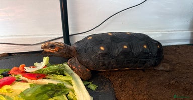 Tortoise reptiles - Advert 3