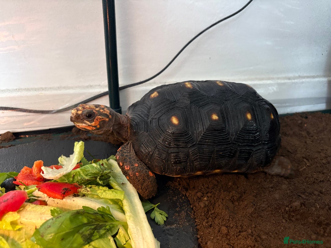 Tortoise reptiles for sale: Redfoot tortoise🐢 - Image 2