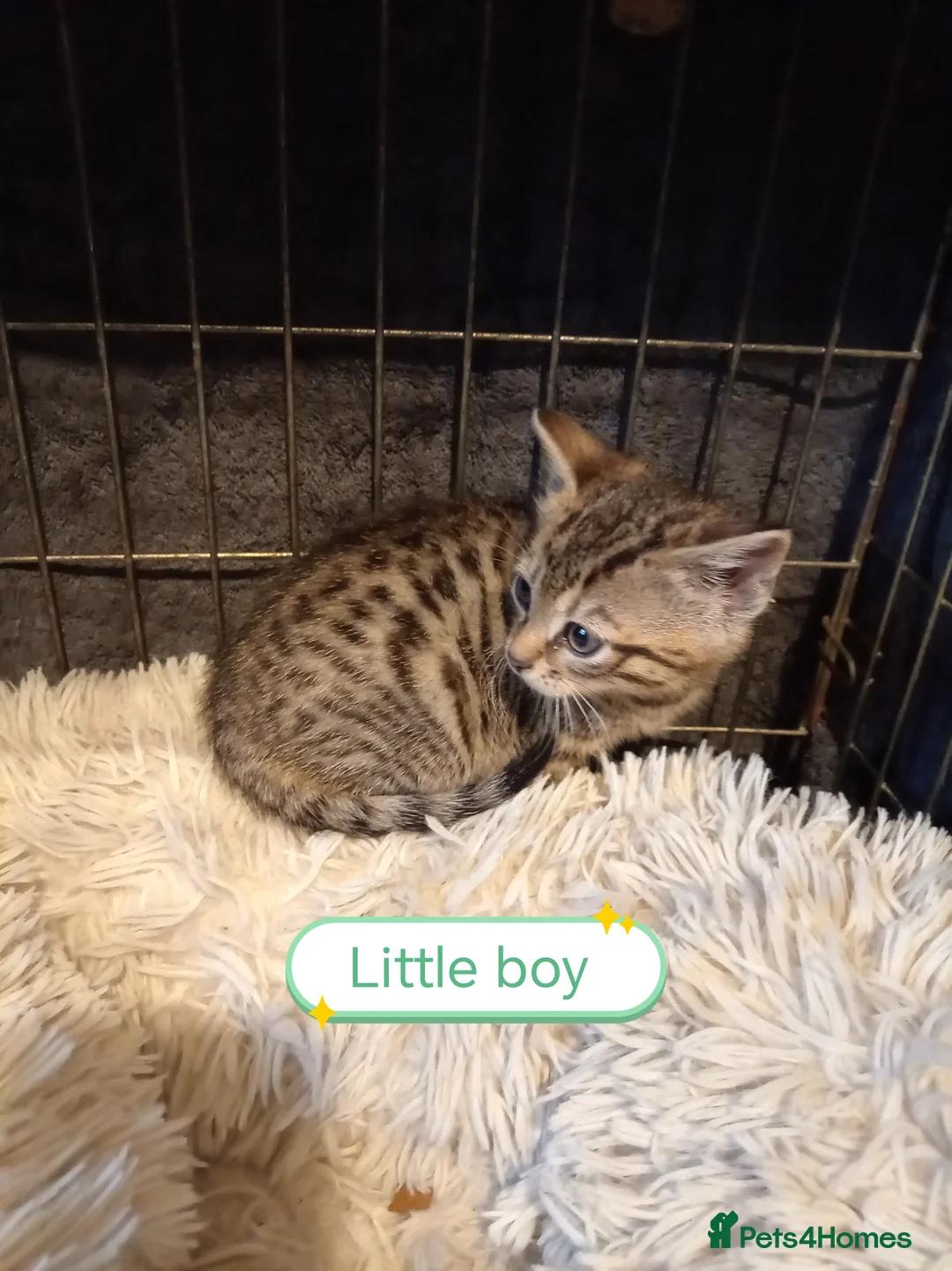 Mixed Breed cats for sale: Kittens bengal Cross  - Advert 2