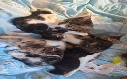 Mixed Breed cats for sale: Cute loving kittens  - Advert 6