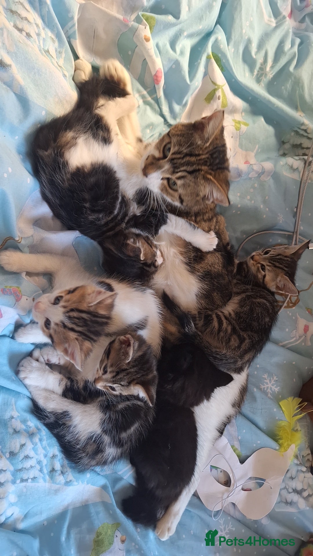 Mixed Breed cats for sale: Cute loving kittens  - Advert 6