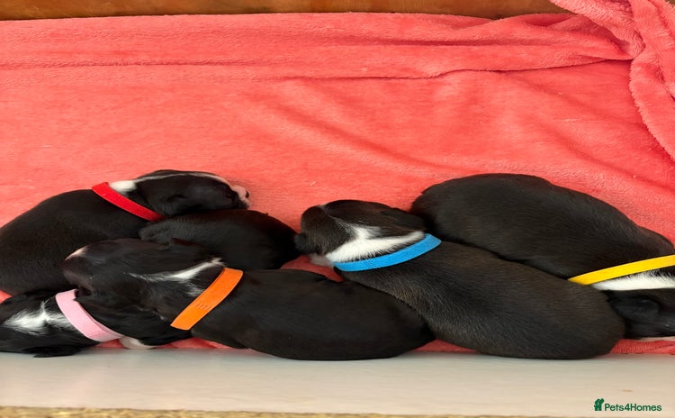 Boston Terrier dogs - Advert 1