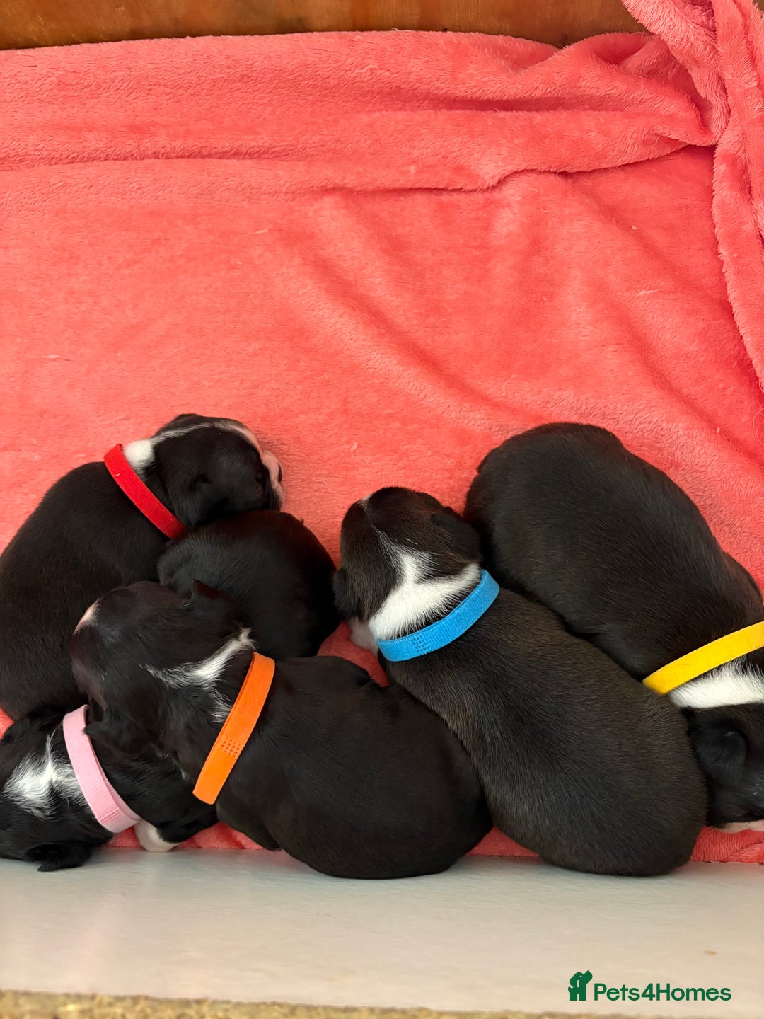 Boston Terrier dogs for sale: K.C. BEAUTIFUL BOSTON TERRIER PUPPIES - Image 2