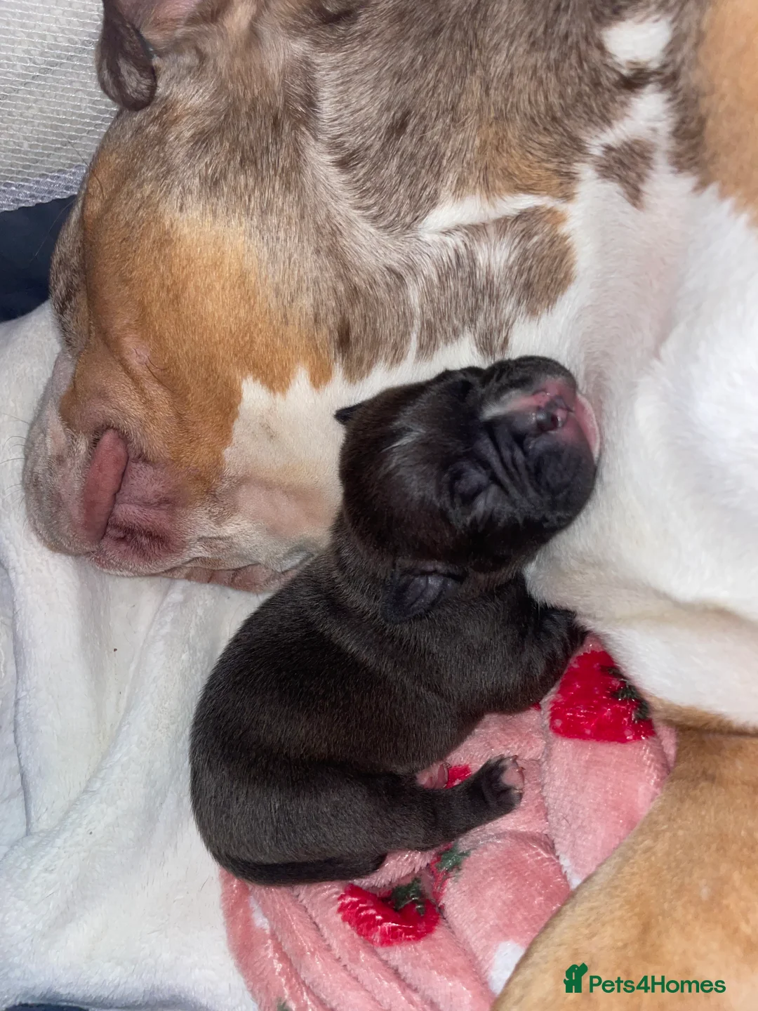 American Bully dogs for sale: American Pocket bully’s puppies  - Advert 34