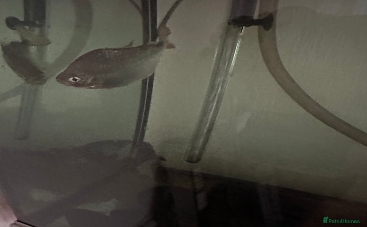 Other/Mixed Breed fish - Advert 1