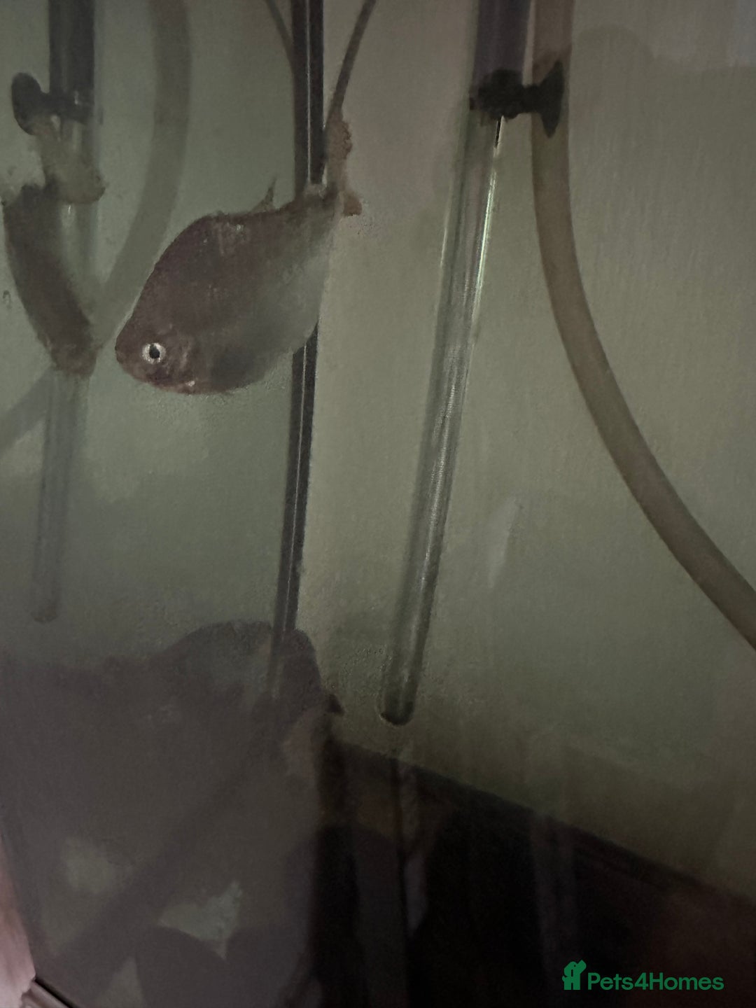 Other/Mixed Breed fish for sale: Silver Dollar fish - Image 1