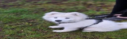 Samoyed dogs for sale: 5month Old Samoyed in Merthyr Tydfil - Advert 19