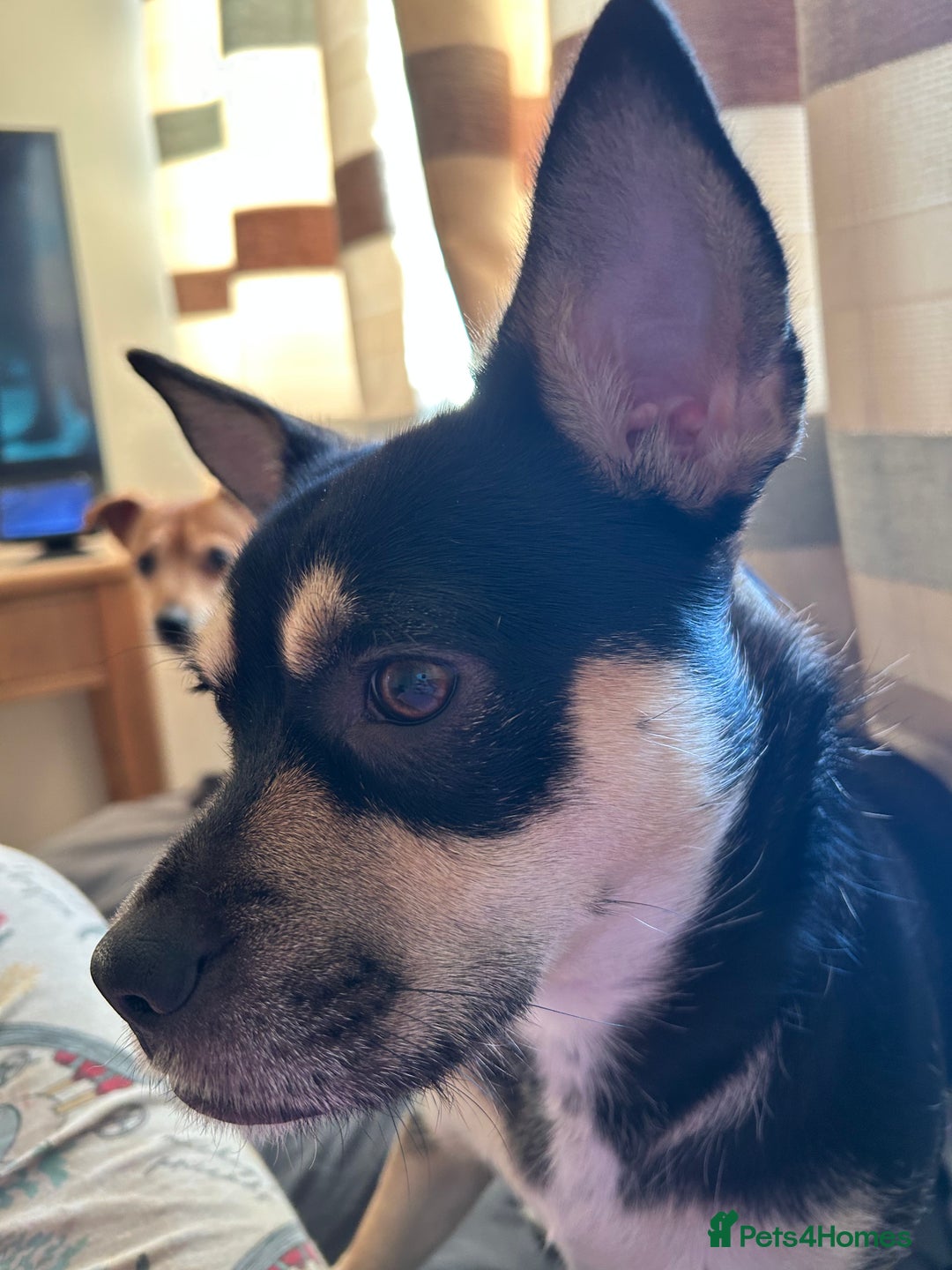 Mixed Breed dogs for sale: 10 mth old female Jack Russell/ Husky for sale - Advert 5