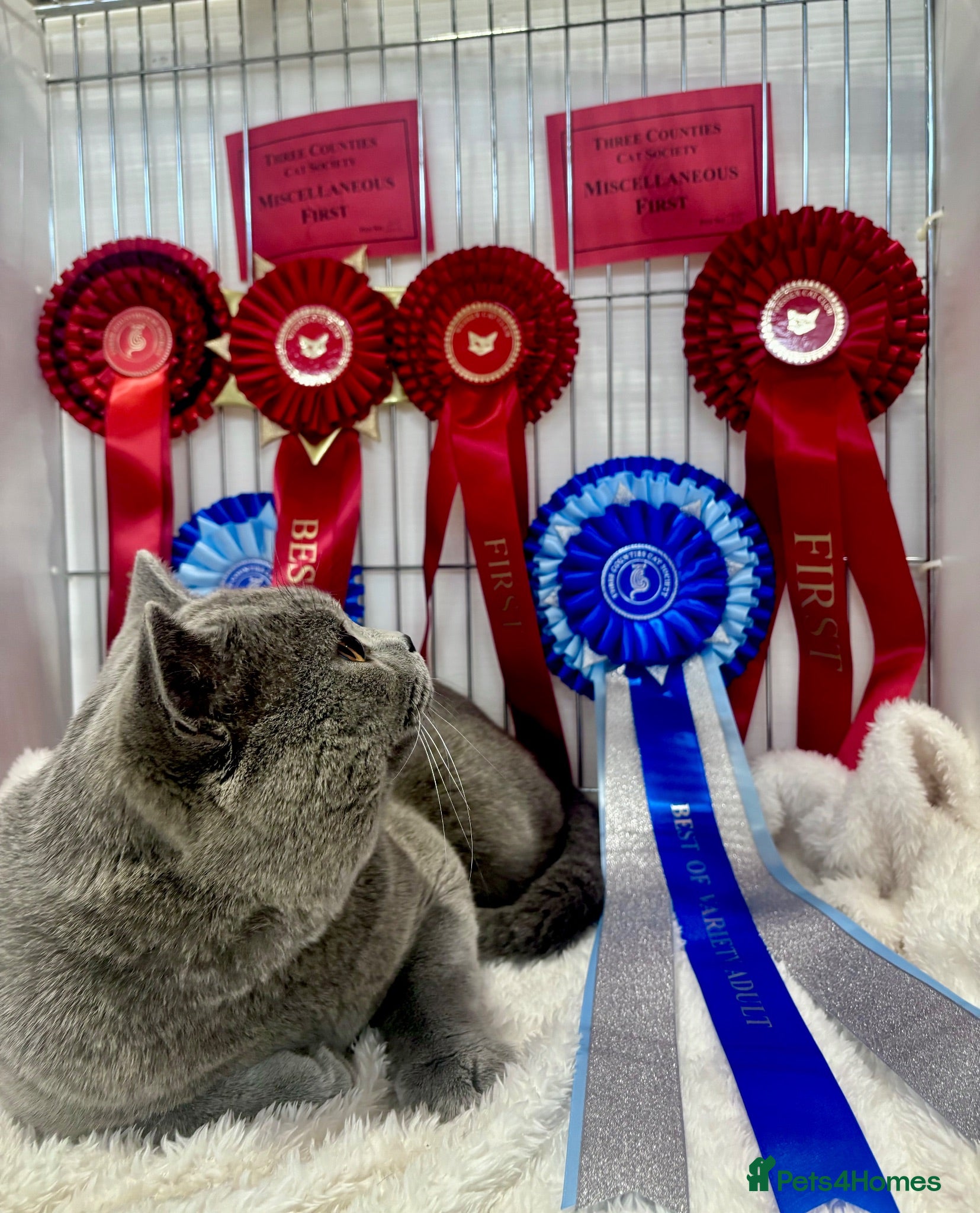 British Shorthair cats BritishShorthairBlue GCCF proven stud for mating - Advert 2
