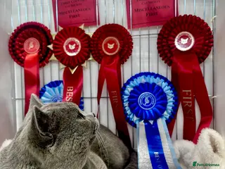 British Shorthair cats BritishShorthairBlue GCCF proven stud for mating - Advert 2