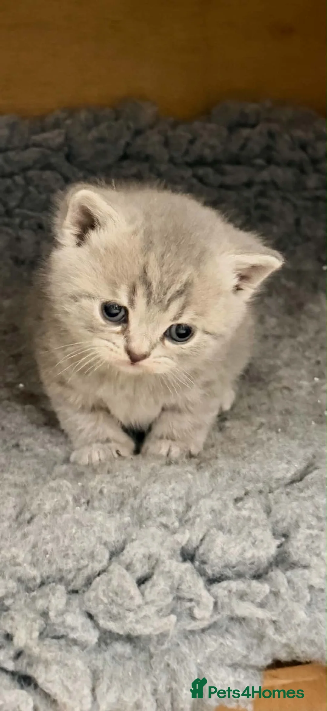 British Shorthair cats for sale: British blue kittens mum & dad GCCF  - Advert 13