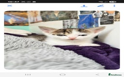 Mixed Breed cats for sale: 2 boys and 2 girls calico cats  - Image 16