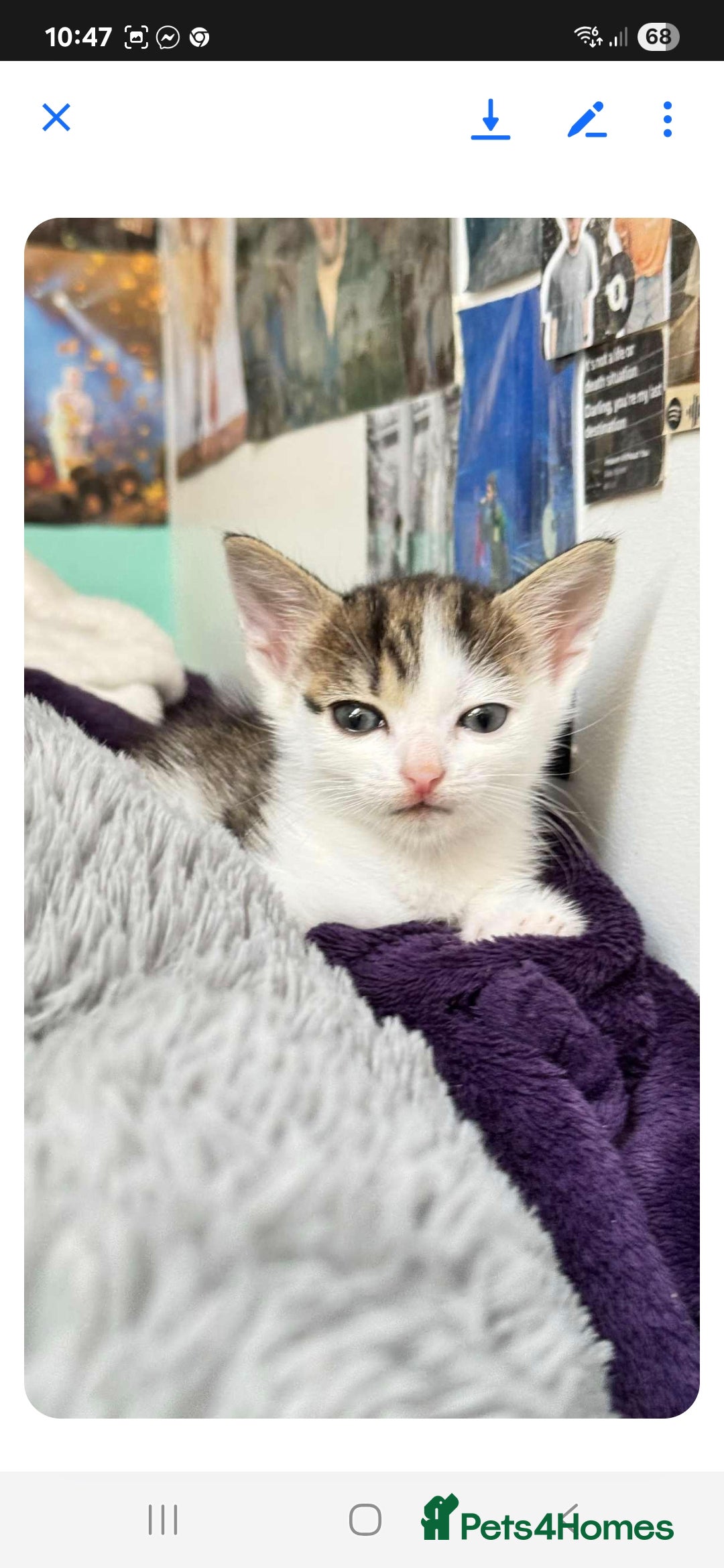 Mixed Breed cats for sale: 2 boys and 2 girls calico cats  - Image 16