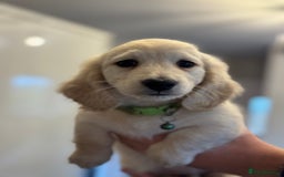 Miniature Dachshund dogs for sale: 🐾KC CREAM Long haired miniature dachshund  - Image 8