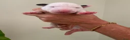 English Bull Terrier dogs for sale: Outstanding Quality Bull Terrier Puppies - Advert 8
