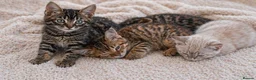 Bengal cats for sale: Unique Bengal Kittens  in Manchester - Advert 4