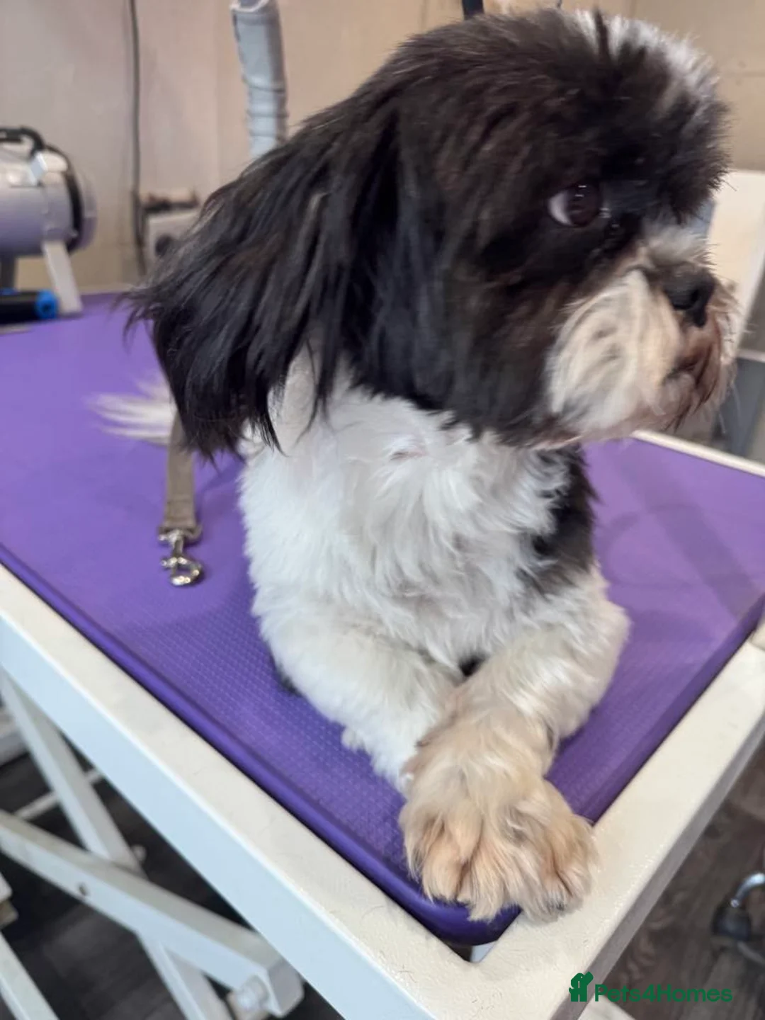Shih Tzu dogs for stud: Memphis Shihtzu Stud + Free Scan in Ely - Advert 14