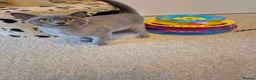 Burmese cats for sale: Gorgeous Pedigree Blue Female Burmese Kitten - Advert 3