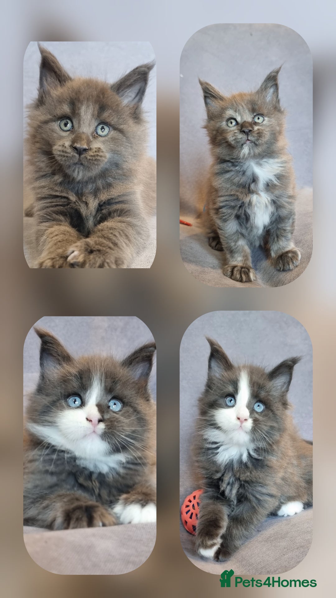 Maine Coon cats for sale: Gorgeous TICA register kittens - Advert 1