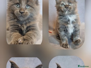 Maine Coon cats Gorgeous TICA register kittens - Advert 2