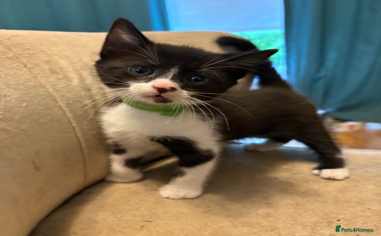 Mixed Breed cats for sale - Advert 1