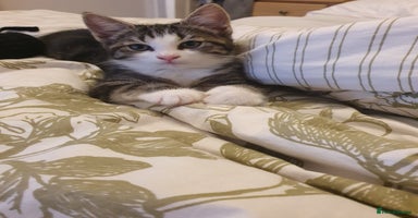 Mixed Breed cats - Advert 15