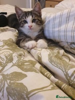 Mixed Breed cats - Advert 15