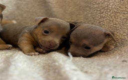 Jack Russell dogs for sale: Stunning Minature Jack Russell - Image 4