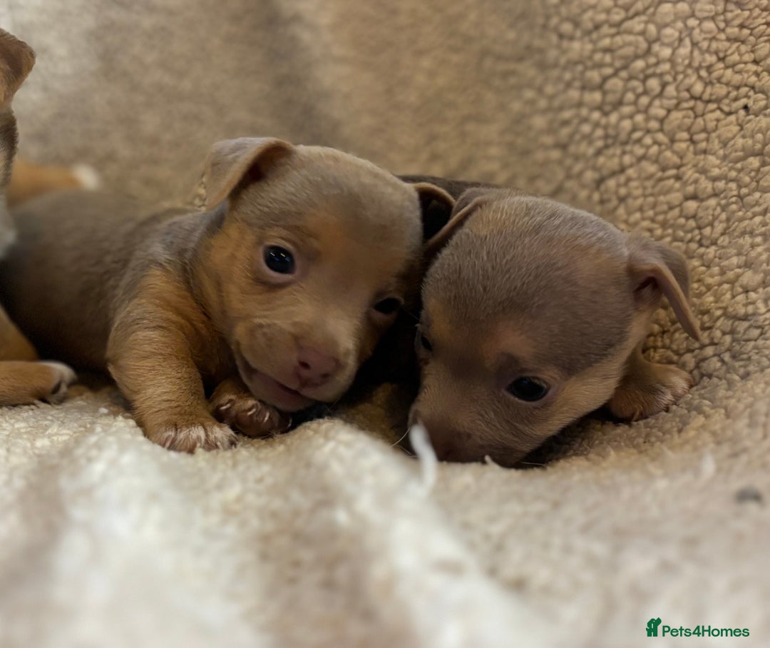 Jack Russell dogs for sale: Stunning Minature Jack Russell - Image 4
