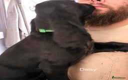 Cocker Spaniel dogs for sale: Cocker spaniel pups - Image 3