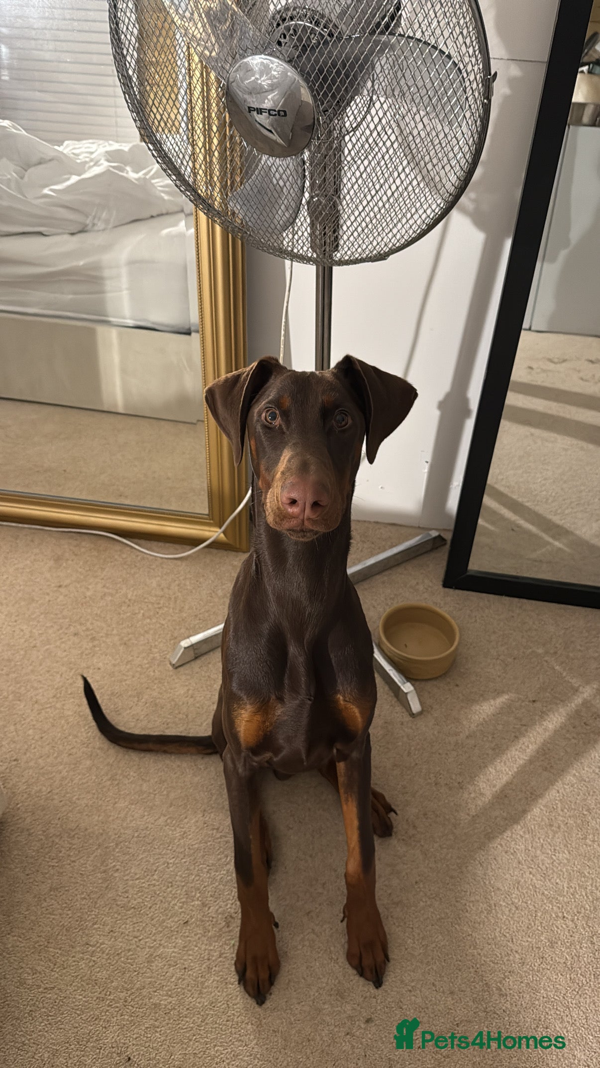 Dobermann dogs Doberman puppy - Advert 1