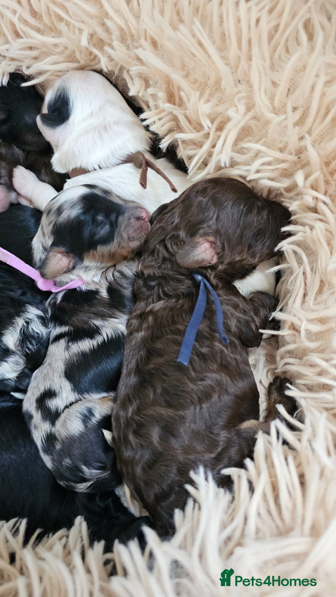 Cavapoo dogs for sale: STUNNING FULLY HEALTH TESTED F1B CAVAPOO  - Advert 28