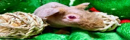 Guinea Pig rodents for sale: Superb Friendly pair of Skinny Pig Boys - Advert 10