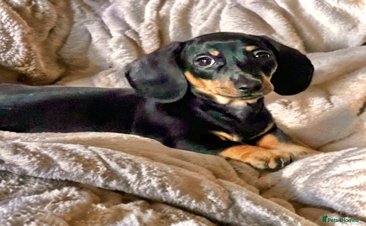 Miniature Dachshund dogs - Advert 8