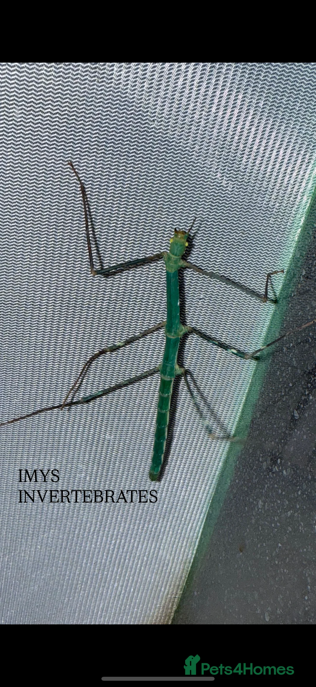 Stick Insects invertebrates for sale: X2 PELENG STICK INSECTS HAPPY TO SHIP - Advert 3