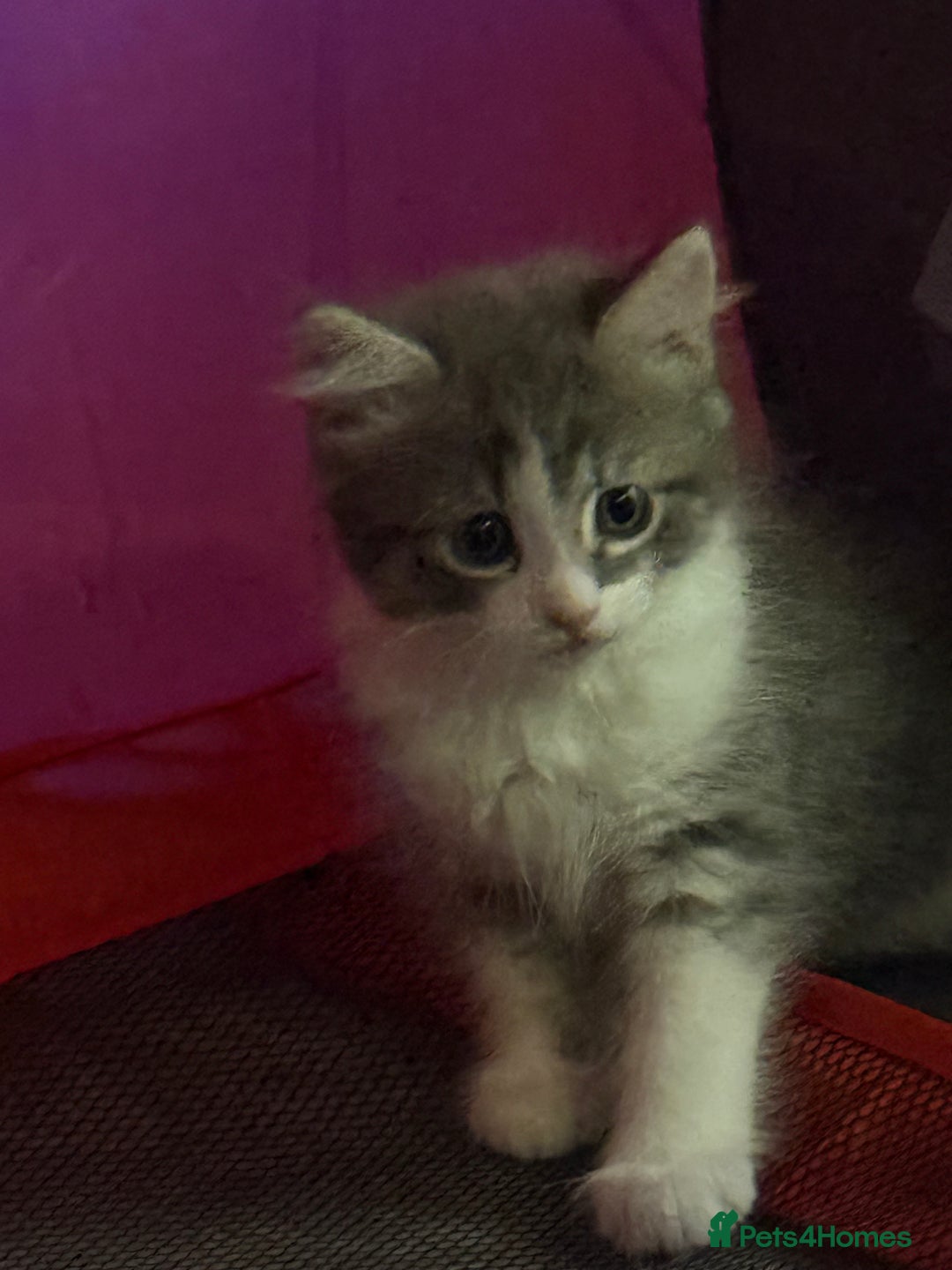 British Shorthair cats for sale: Last one left grey and white female  - Image 12