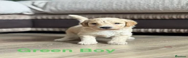 Green Boy