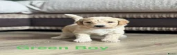 Goldendoodle dogs for sale: 🐾 GORGEOUS GOLDENDOODLE PUPPIES  - Advert 2