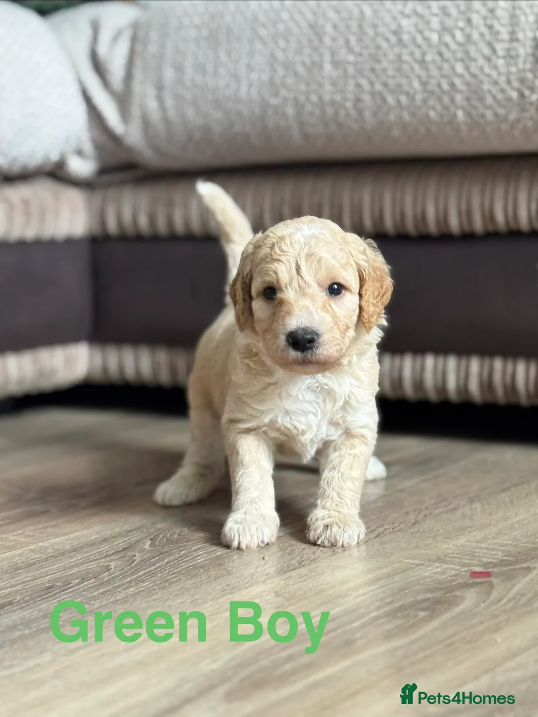 Goldendoodle dogs for sale: 🐾 GORGEOUS GOLDENDOODLE PUPPIES  - Advert 2