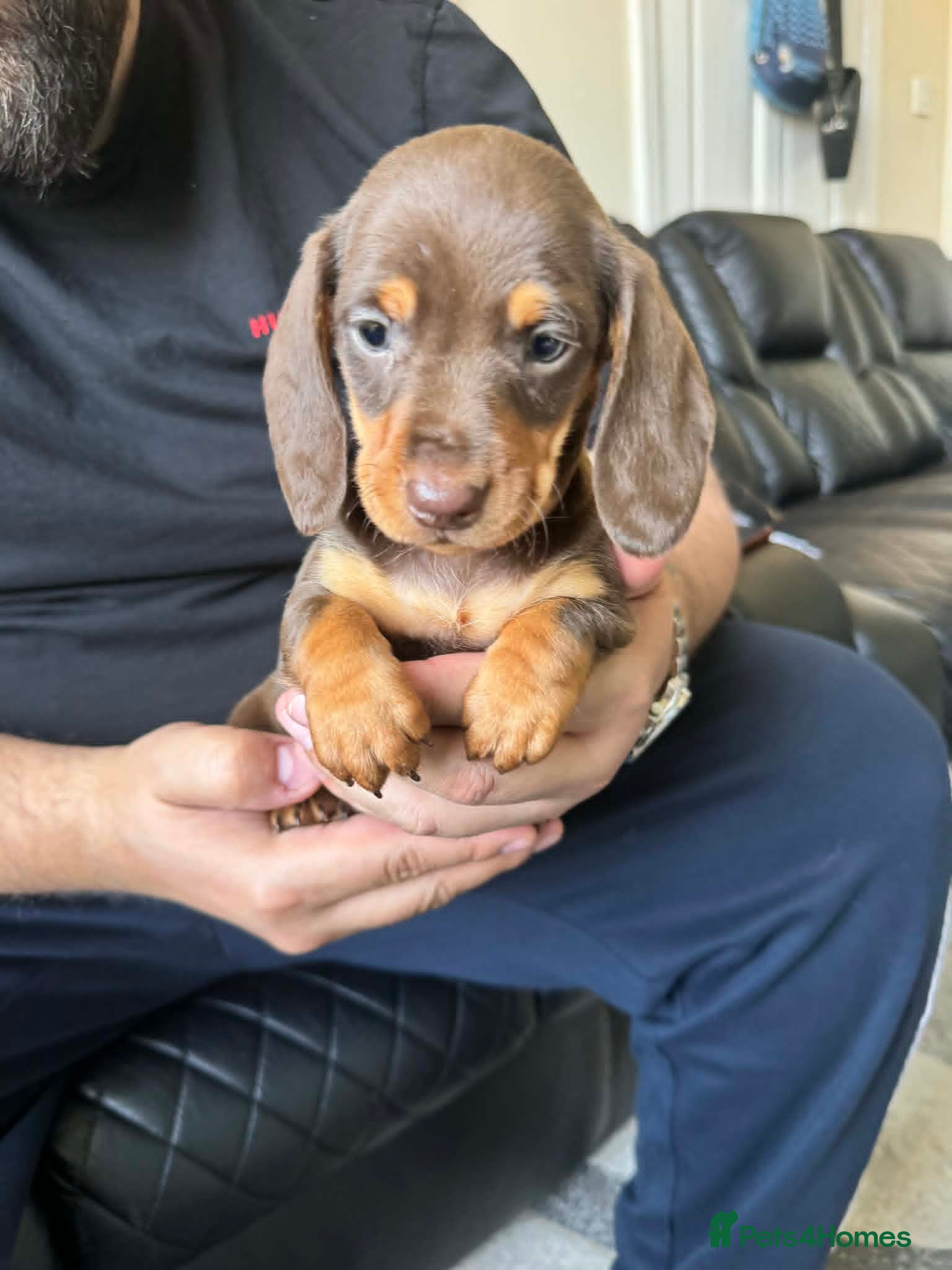 Dachshund dogs Miniature Dachshund Puppies - Advert 18