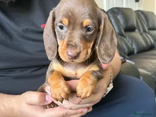 Dachshund dogs Miniature Dachshund Puppies - Advert 18